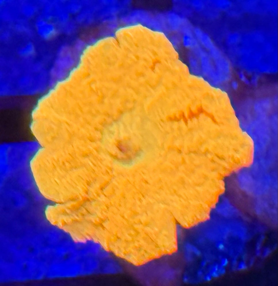 Jaw Breaker with developing red stripes- Auction
