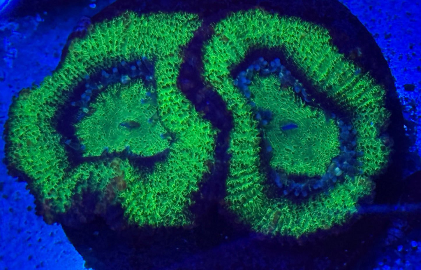 Large Green Acans- Auction