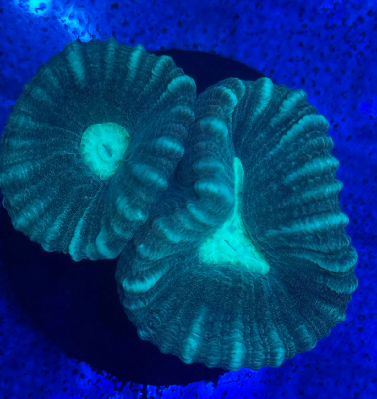 Candy Cane Coral-Auction