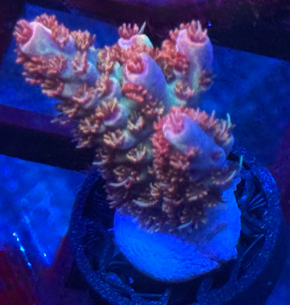 Red Planet Acropora-Auction