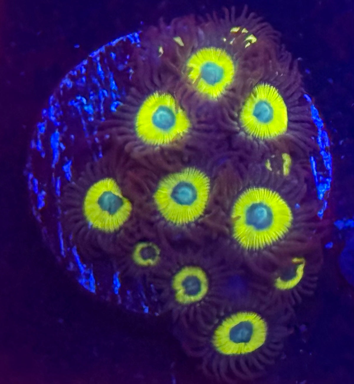 Black Bella Zoas-Auction