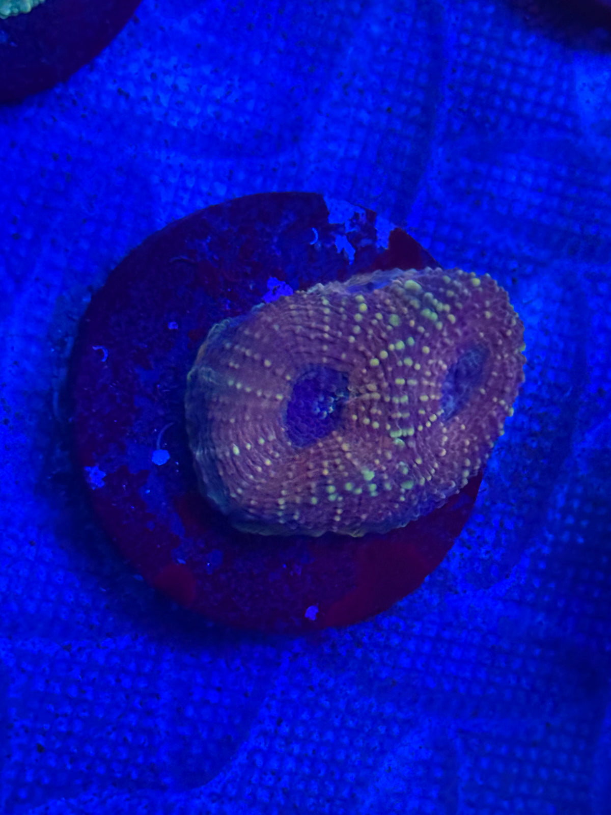Maroon and Blue Echinata-Auction