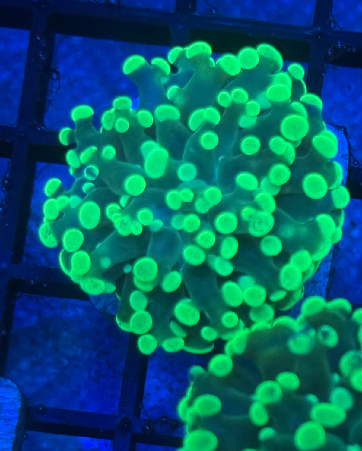 Toxic Lime Frammer-Auction