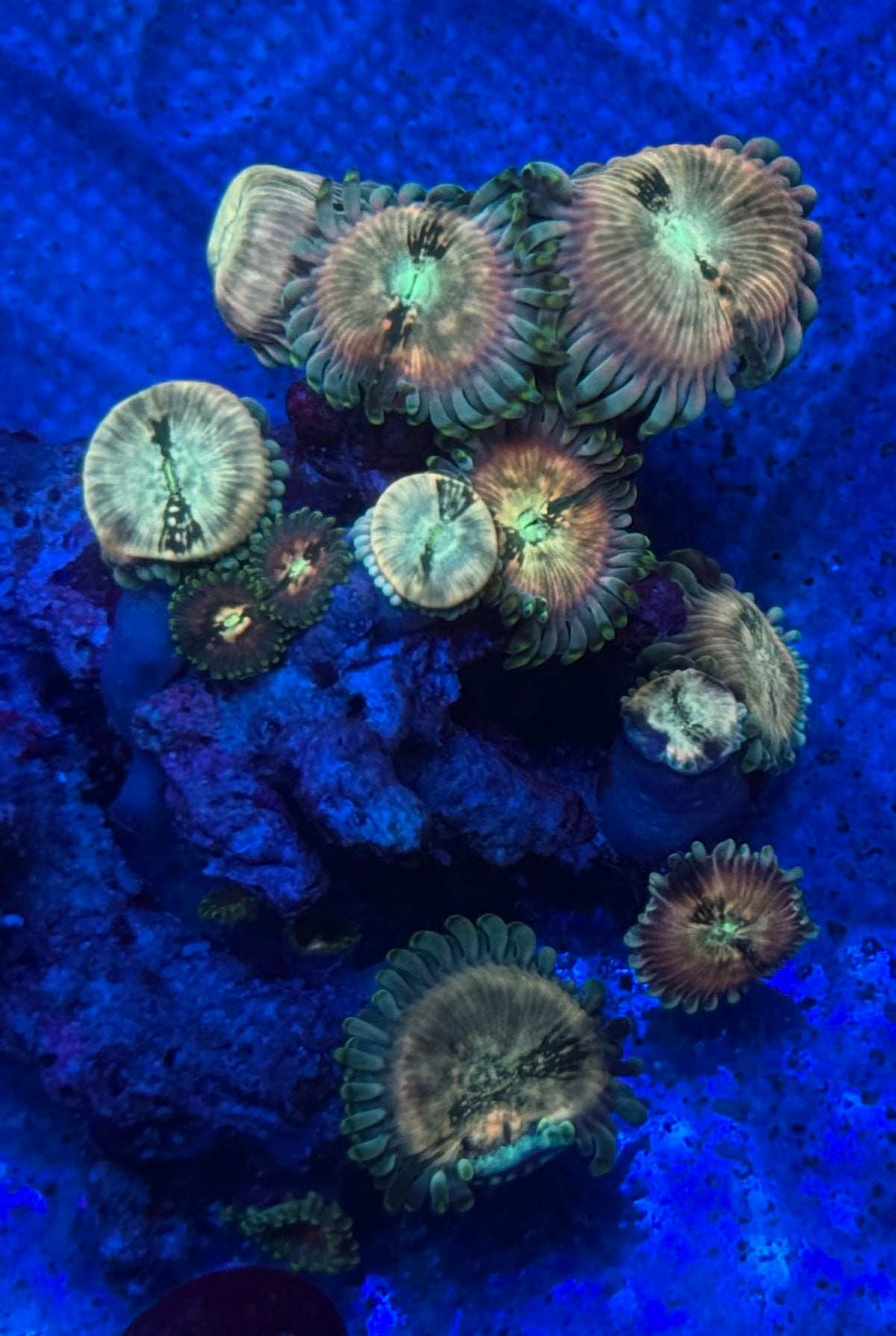 Hawaiian Ding Dang-Auction