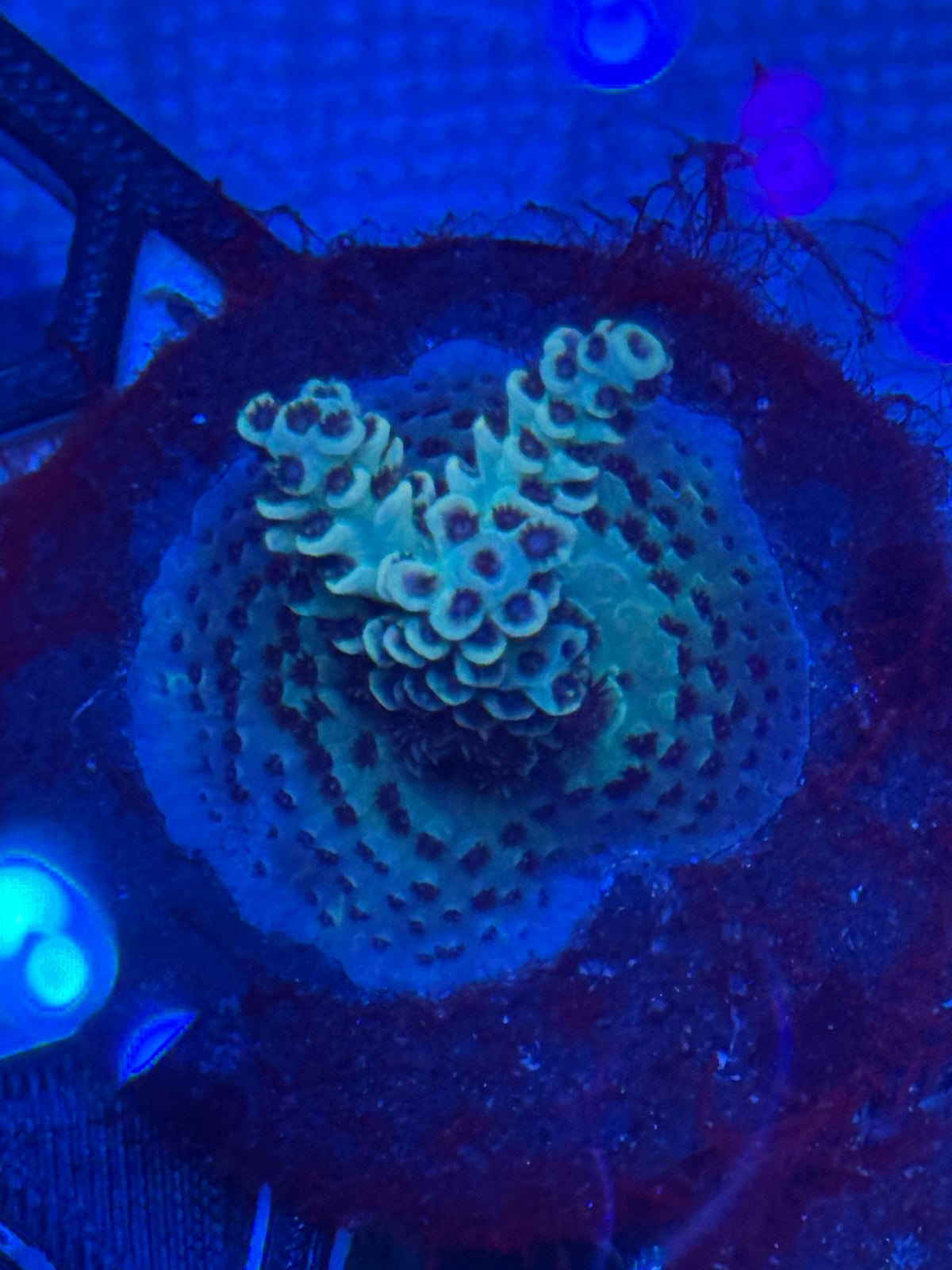 Yurple Acropora-Auction
