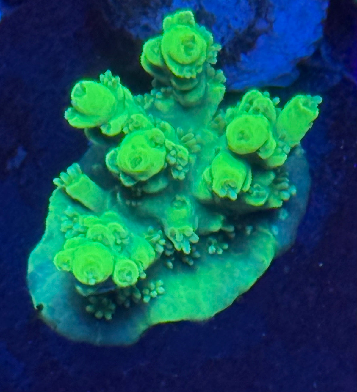 Lemon Lime Acropora-Auction
