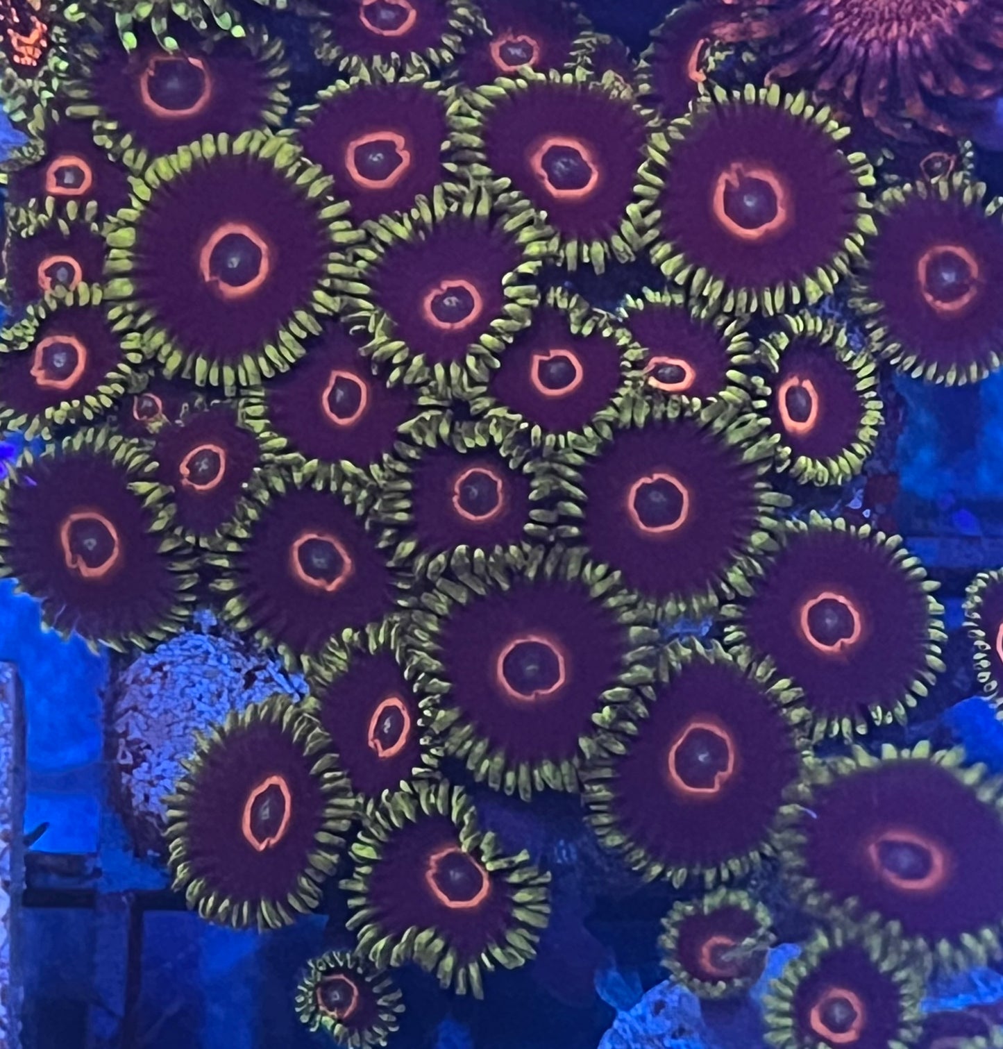 Hornet Zoa