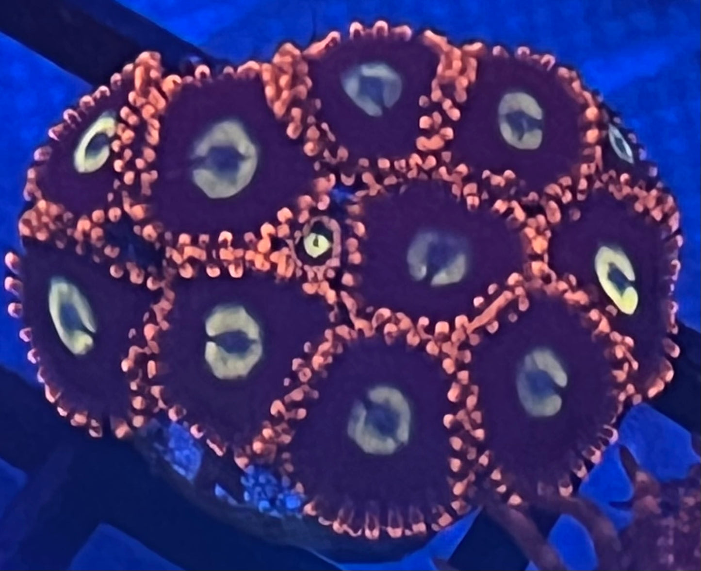 Orange Zoa