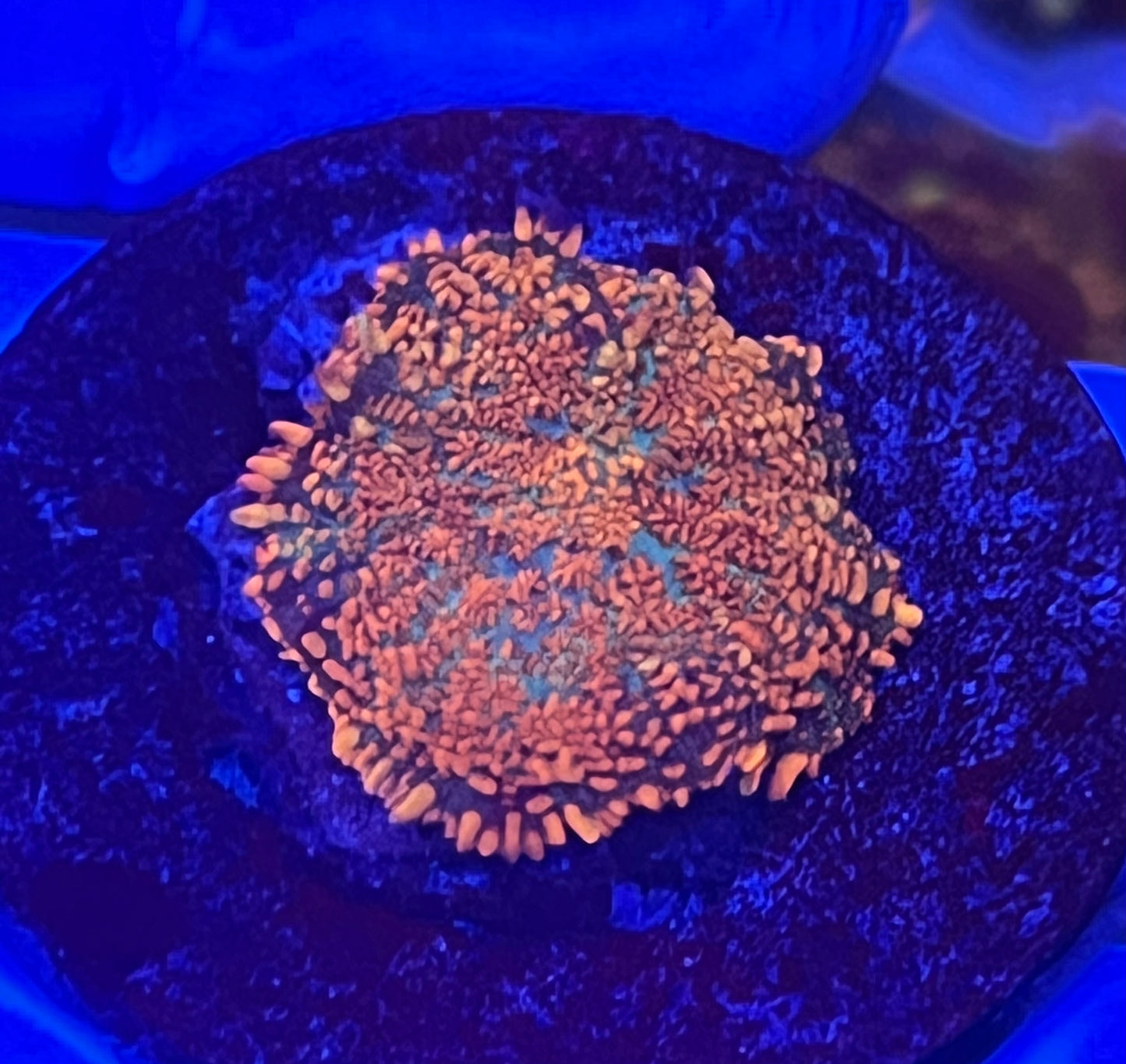 Orange Rhodactis mushroom