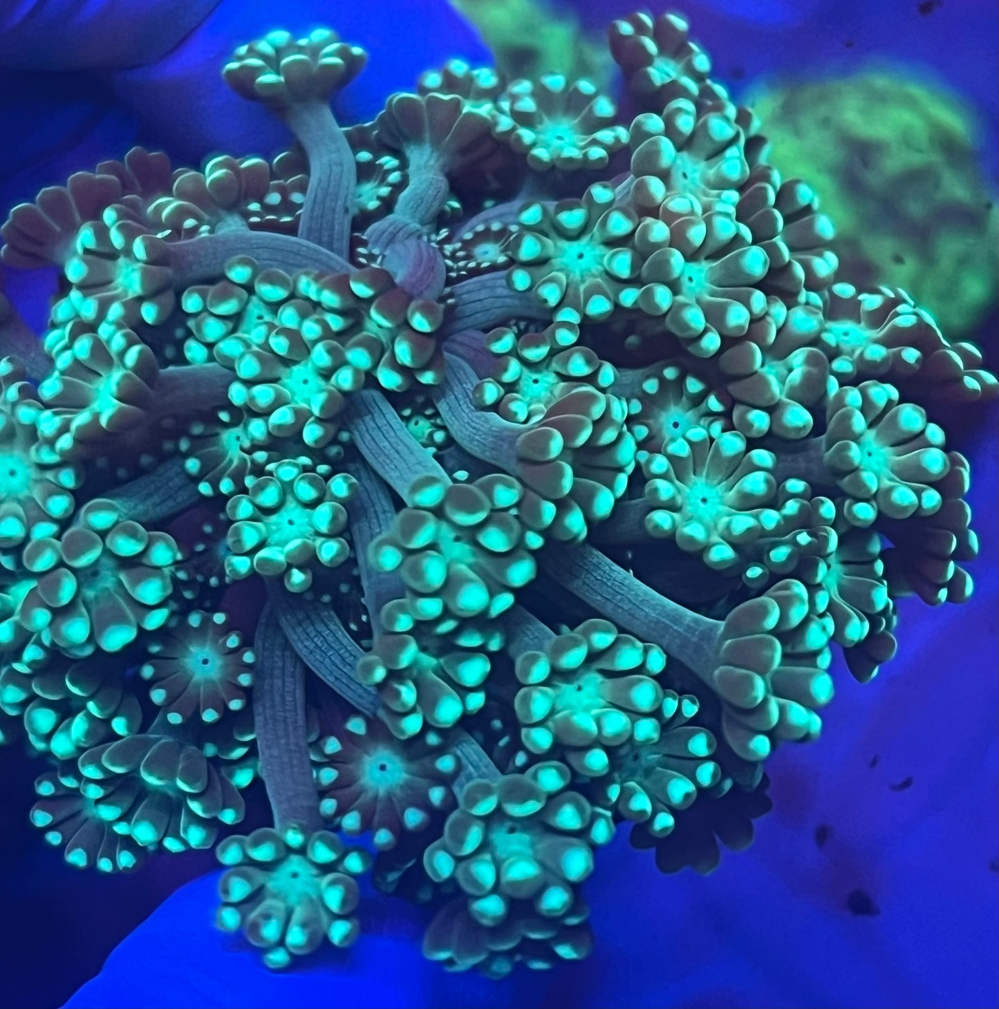 Neon green alveopora