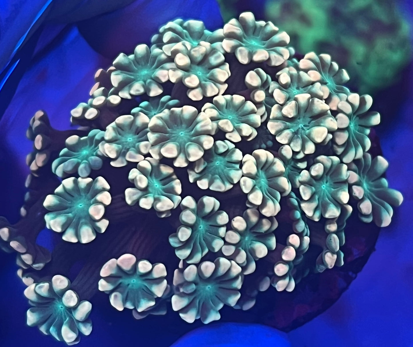 Poison Ivy Alveopora