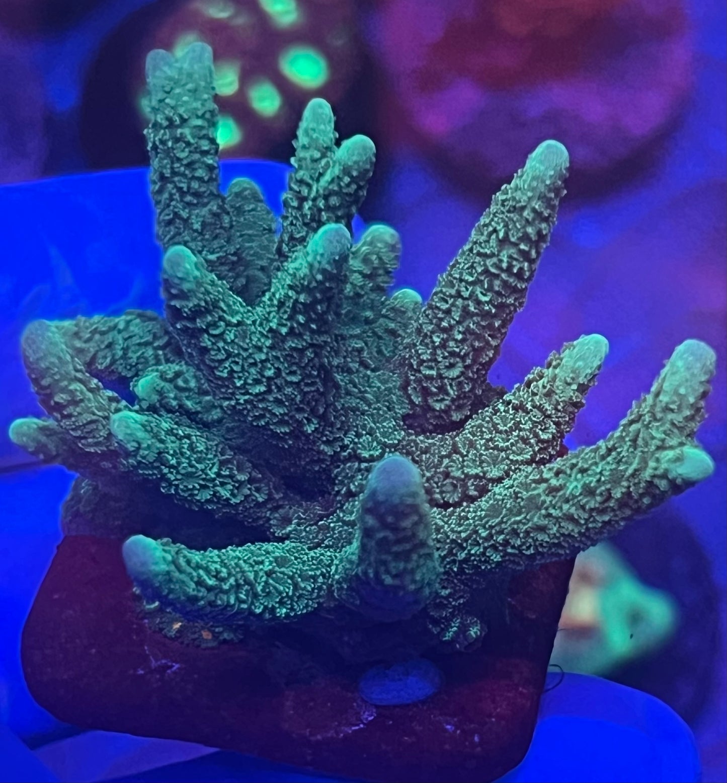 Green montipora digitata