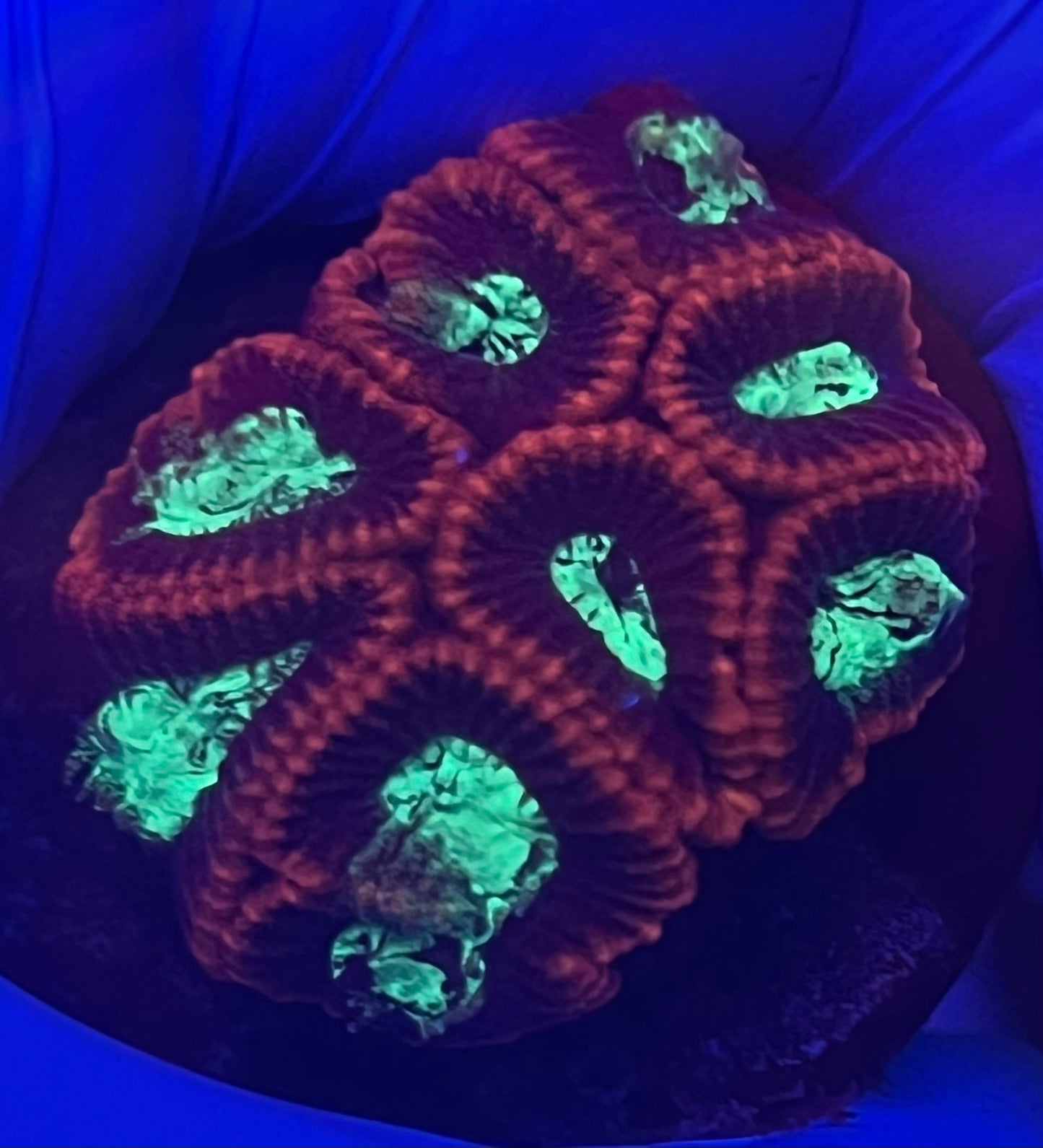 Red and teal splatter Favia