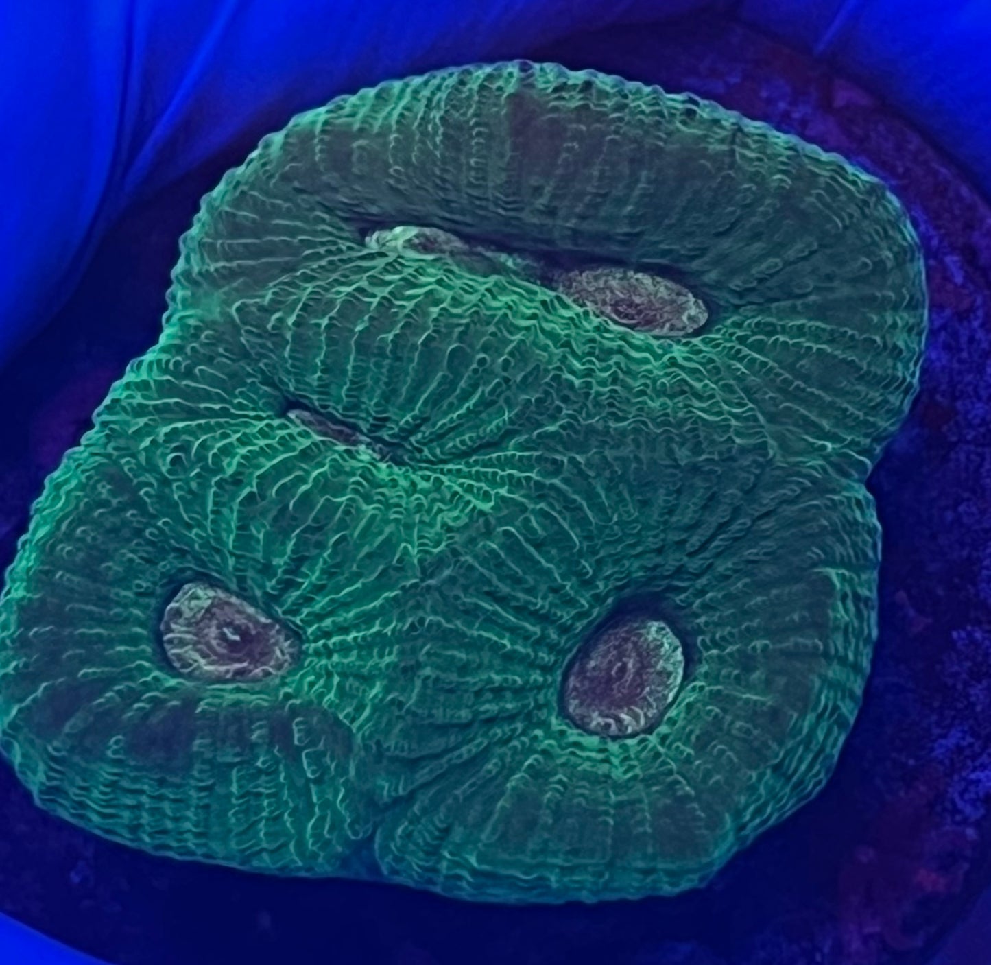 Green Favia