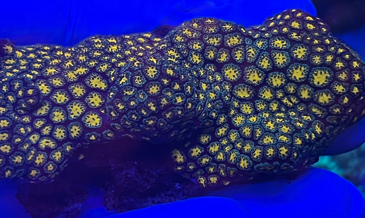 JohnDeer Leptastrea colony 2x4