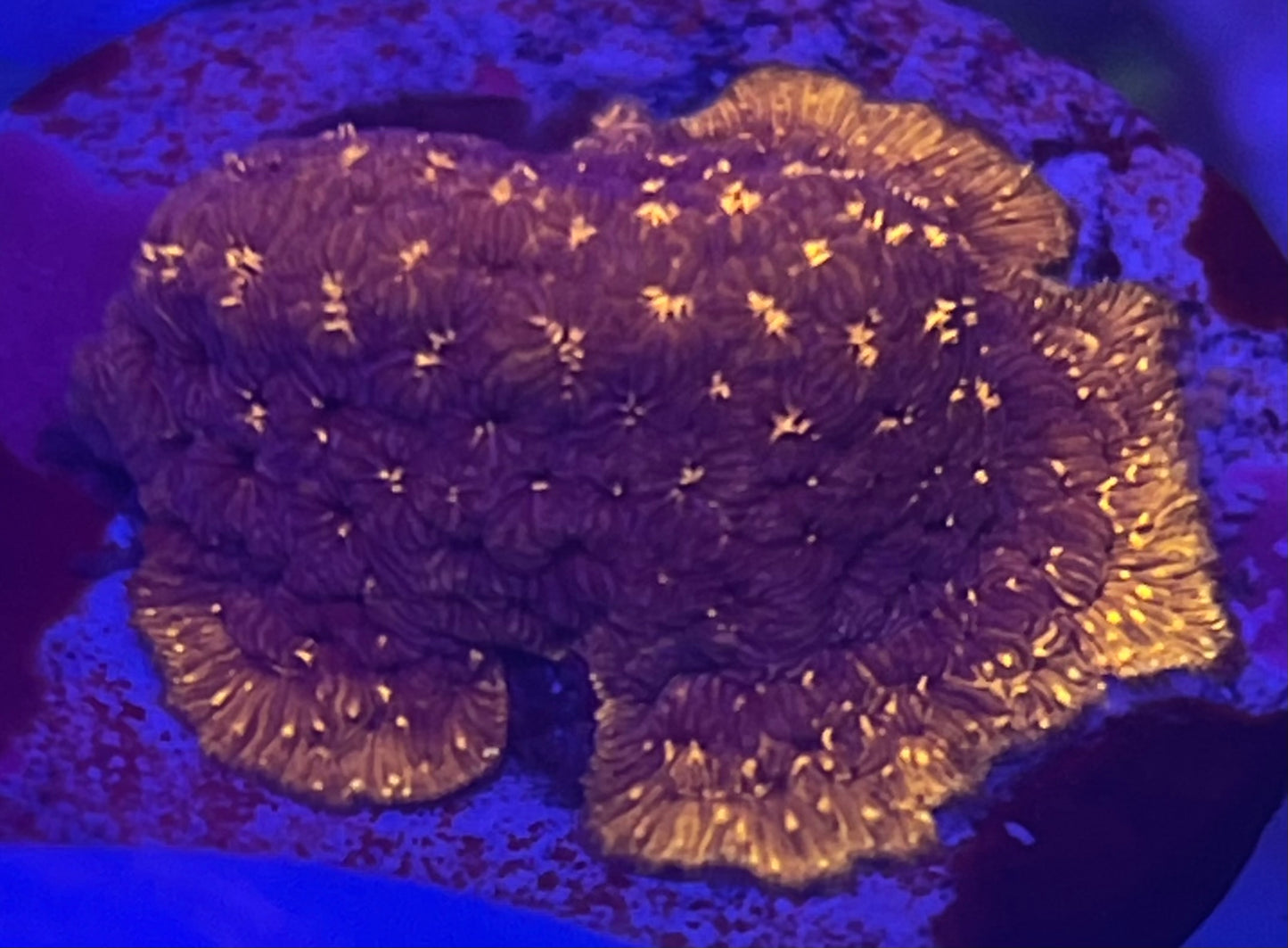 Orange Leptoseris