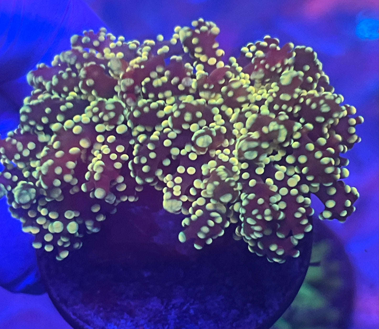 Neon Yellow Octospawn