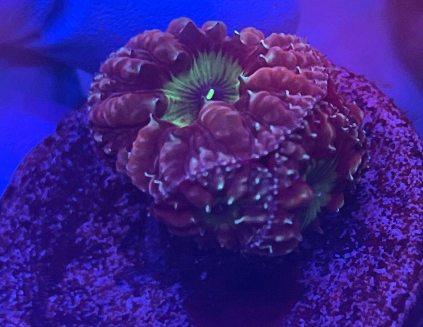 Super Sonic Blastomussa Merletti