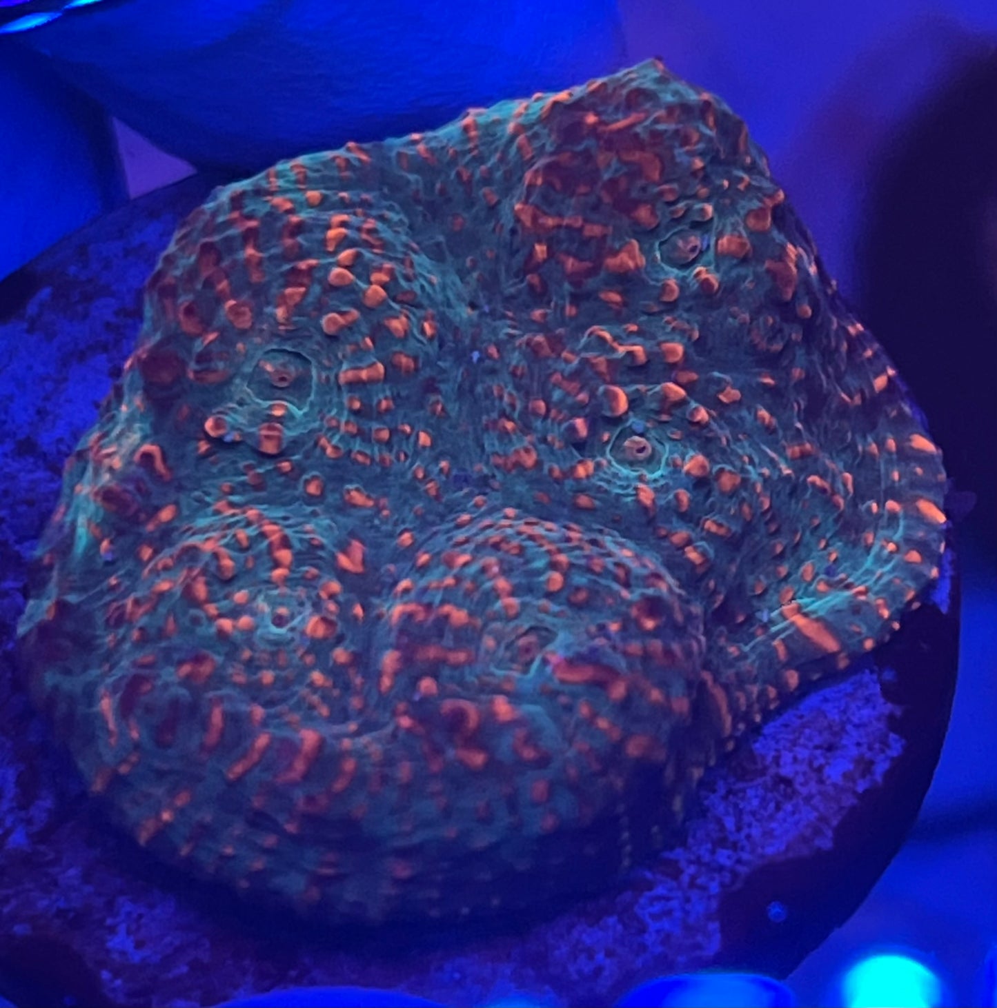 Teal and orange speckled Chalice