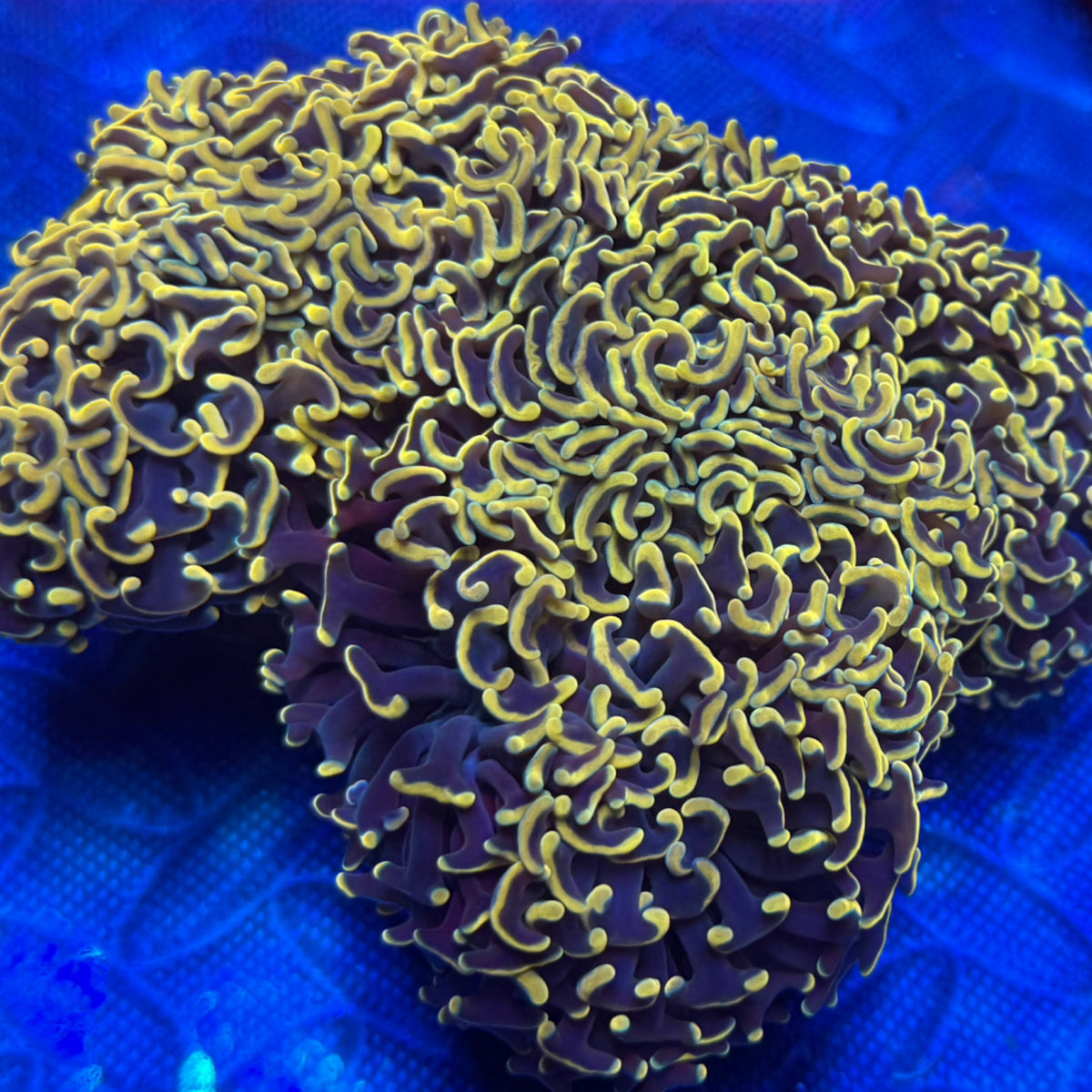 Large Branching Gold Hammer