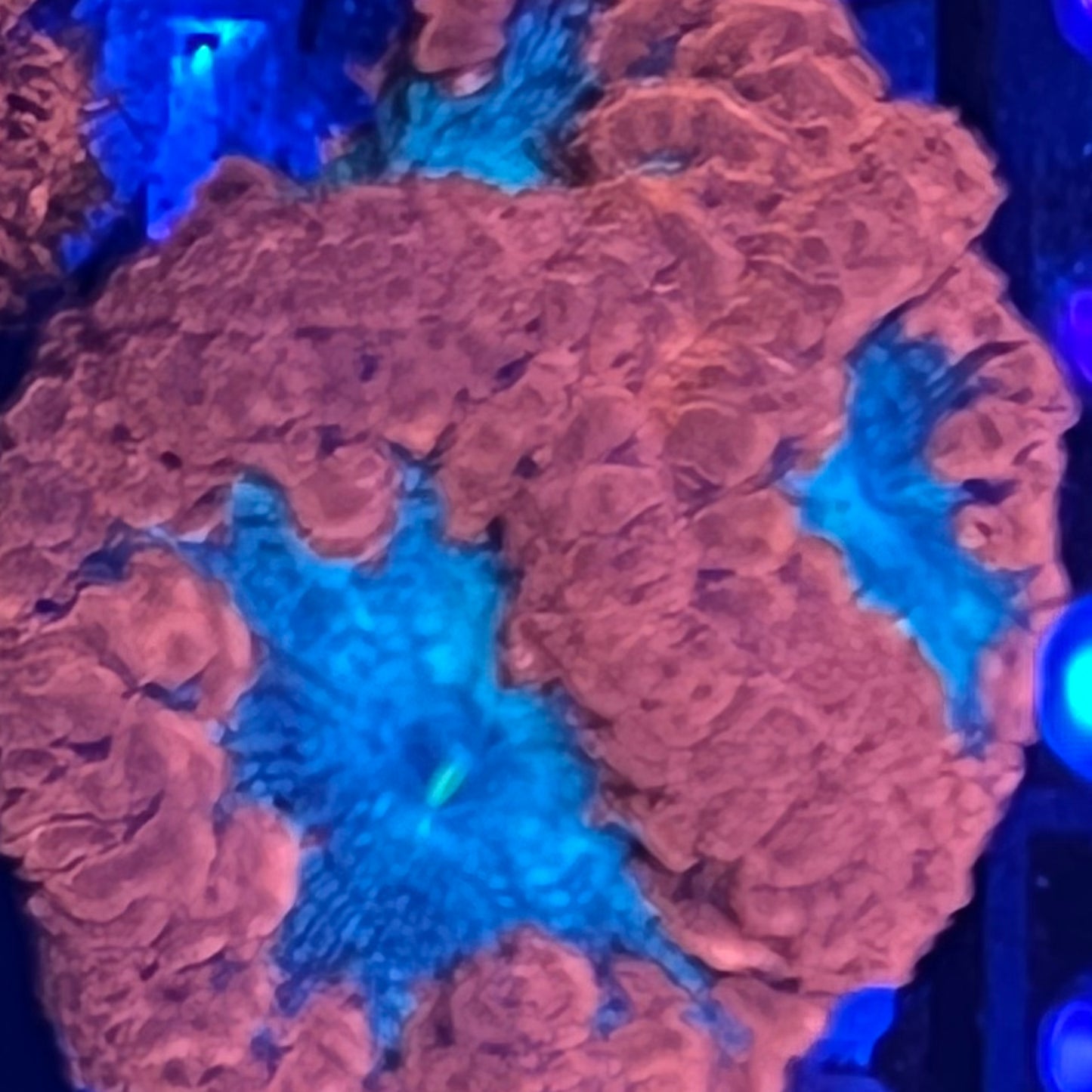 Large red and green blasto