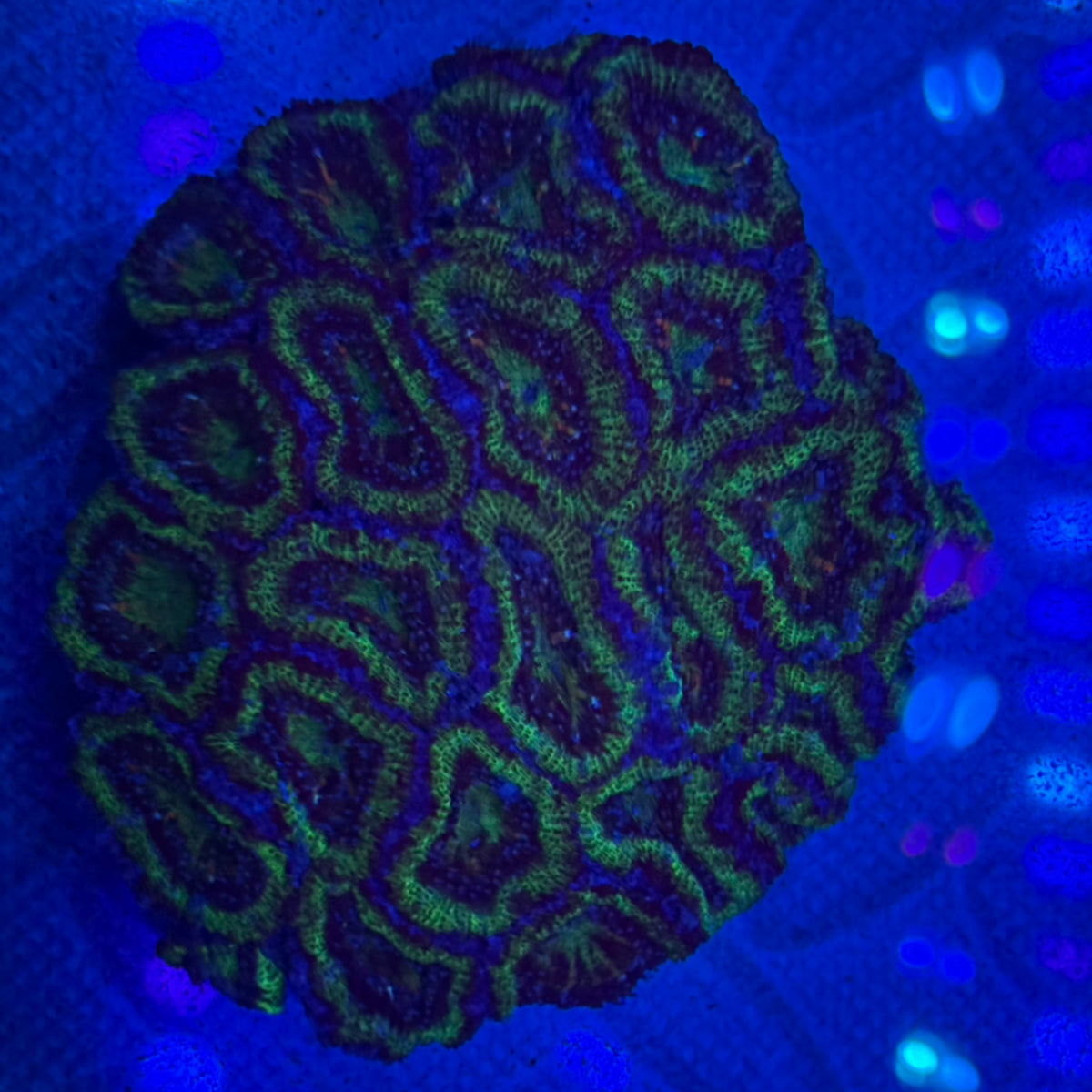 HULK Type Acan Colony