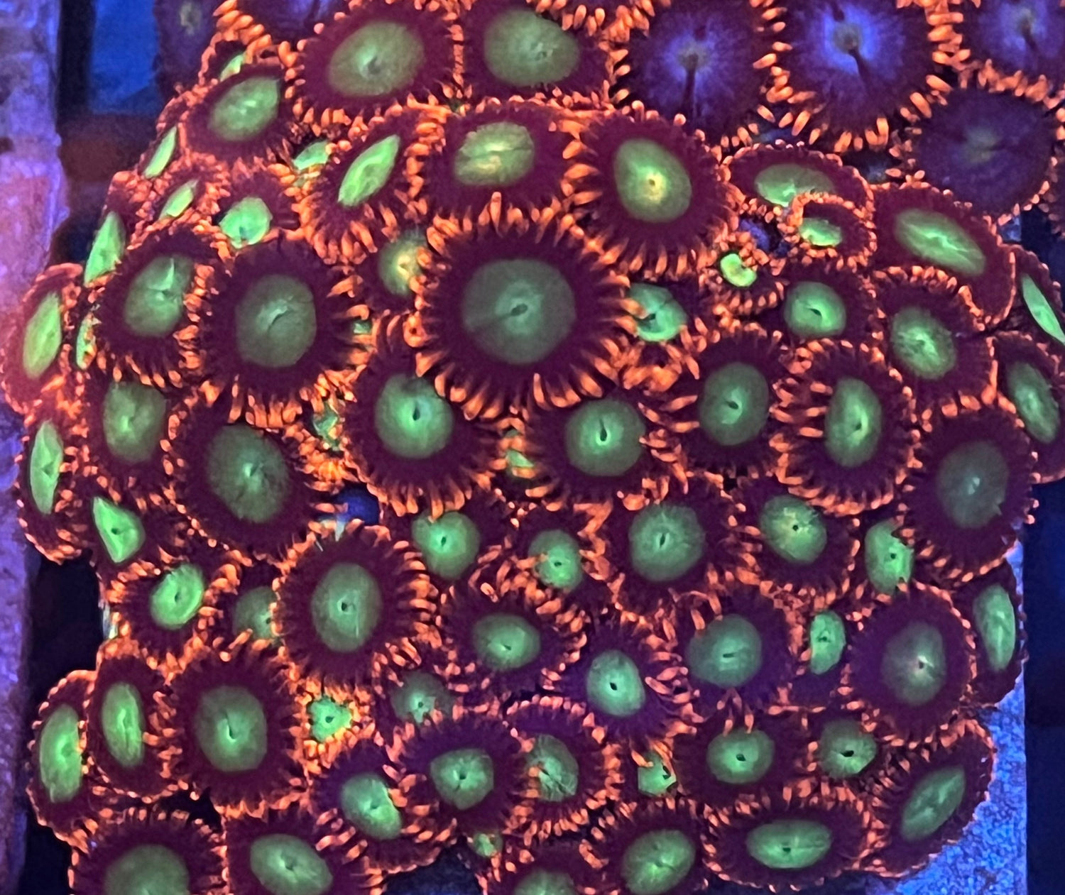 Zoas