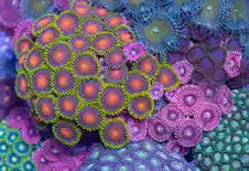 Zoas