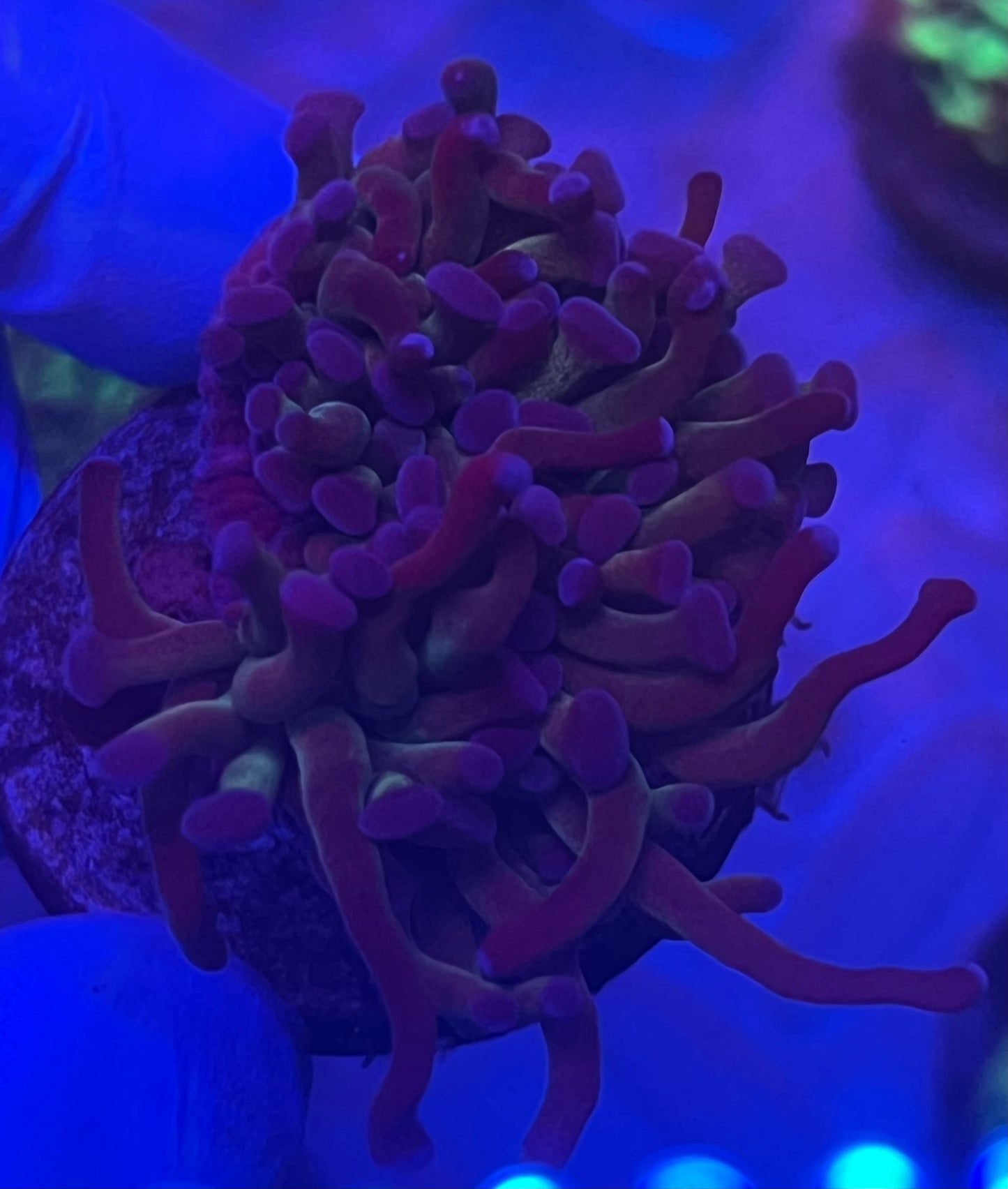 Long Tentacle Hammer Coral