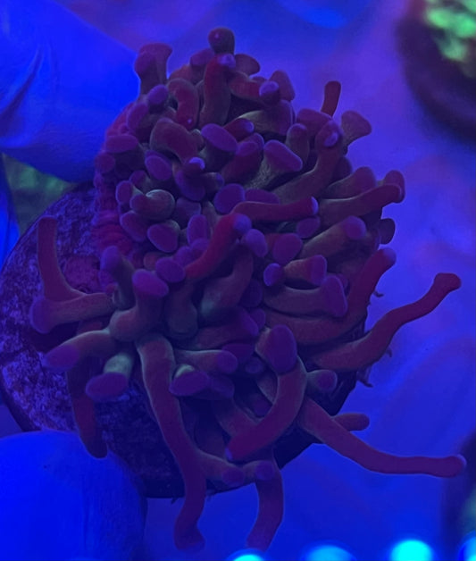 Long Tentacle Hammer Coral