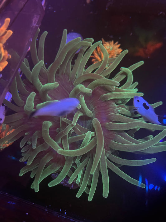 XXL Green Bubble Tip Anemone w Purple Tips 10”