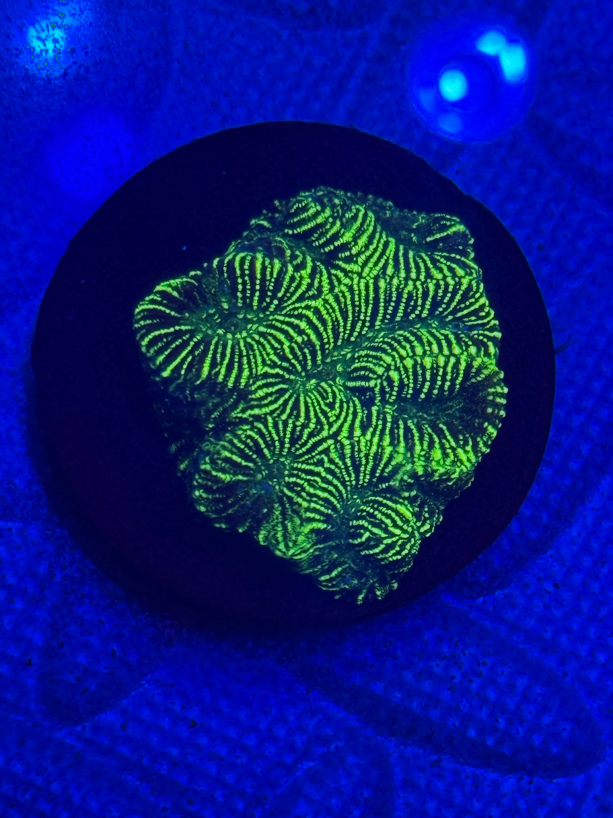 Toxic Convict Favia-Auction