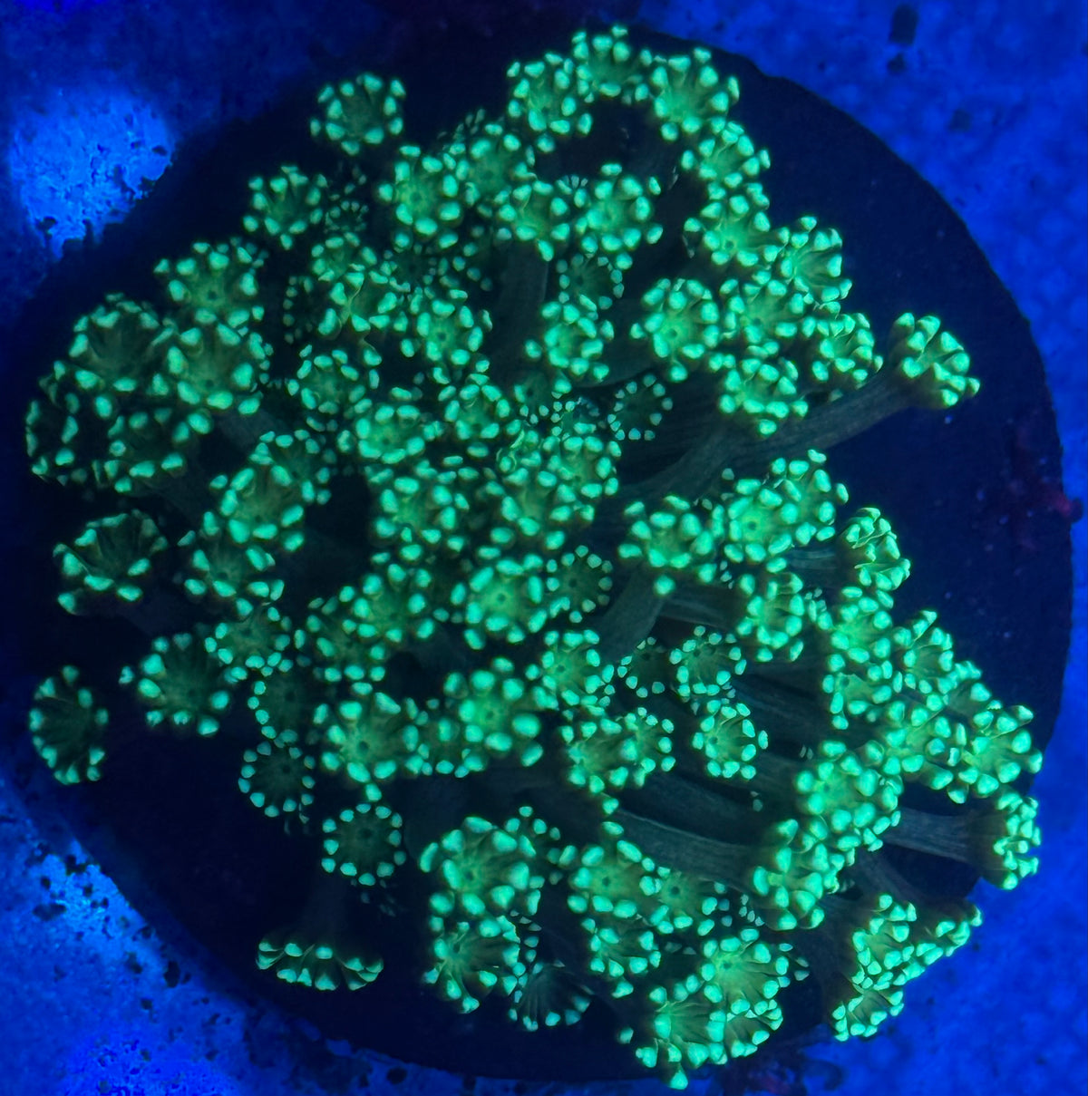 Bright Green Alevopora-Auction
