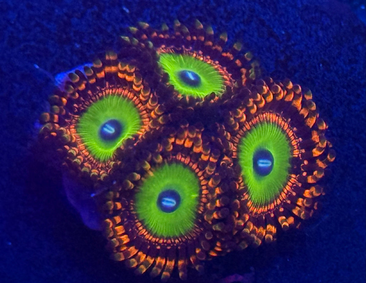 Bowser Zoas-Auction