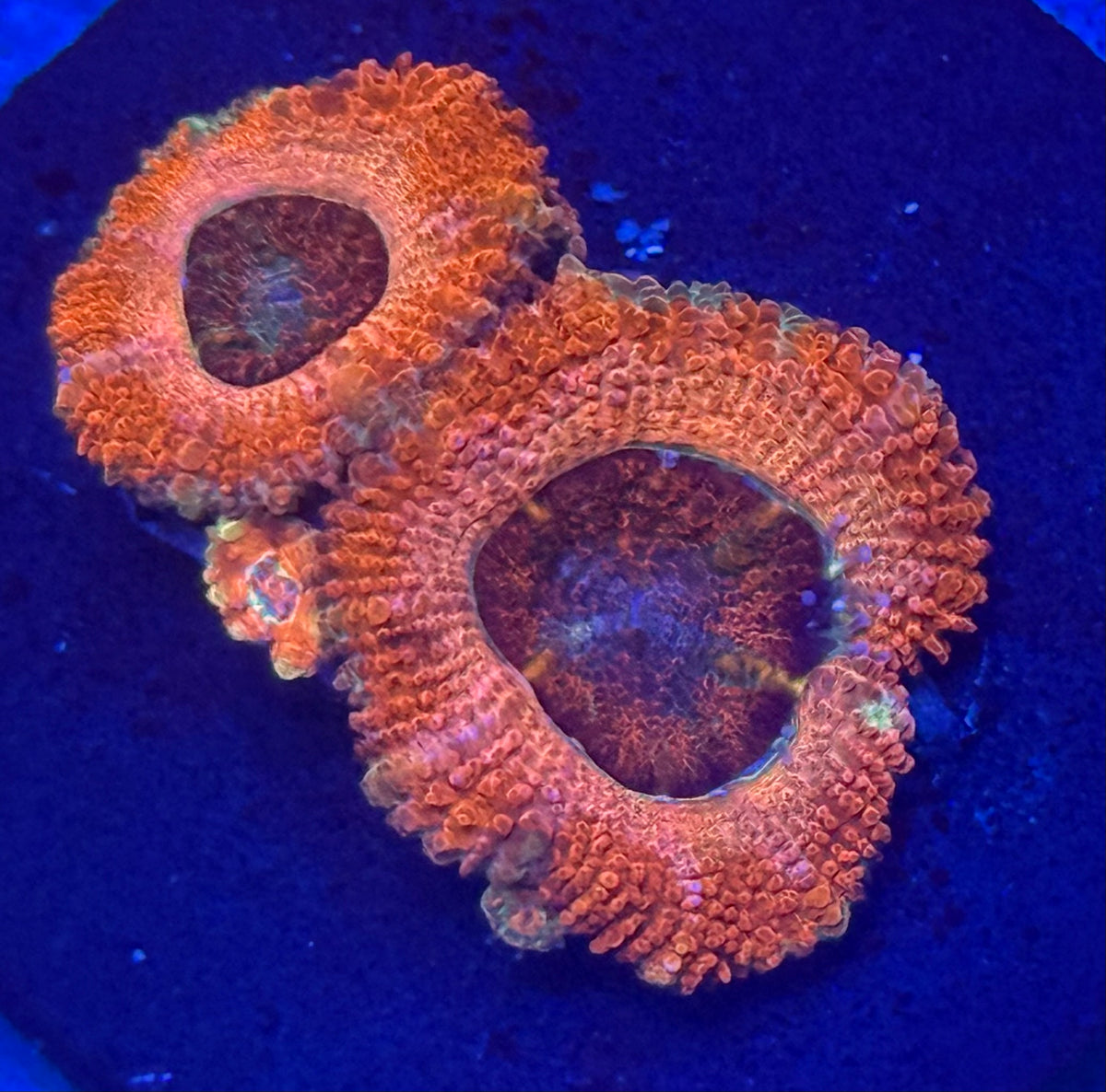 Acans-Auction