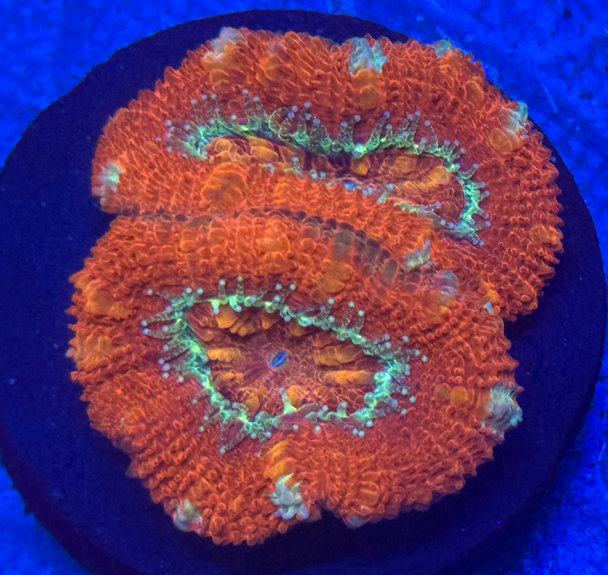 Rainbow Type Acan-Auction