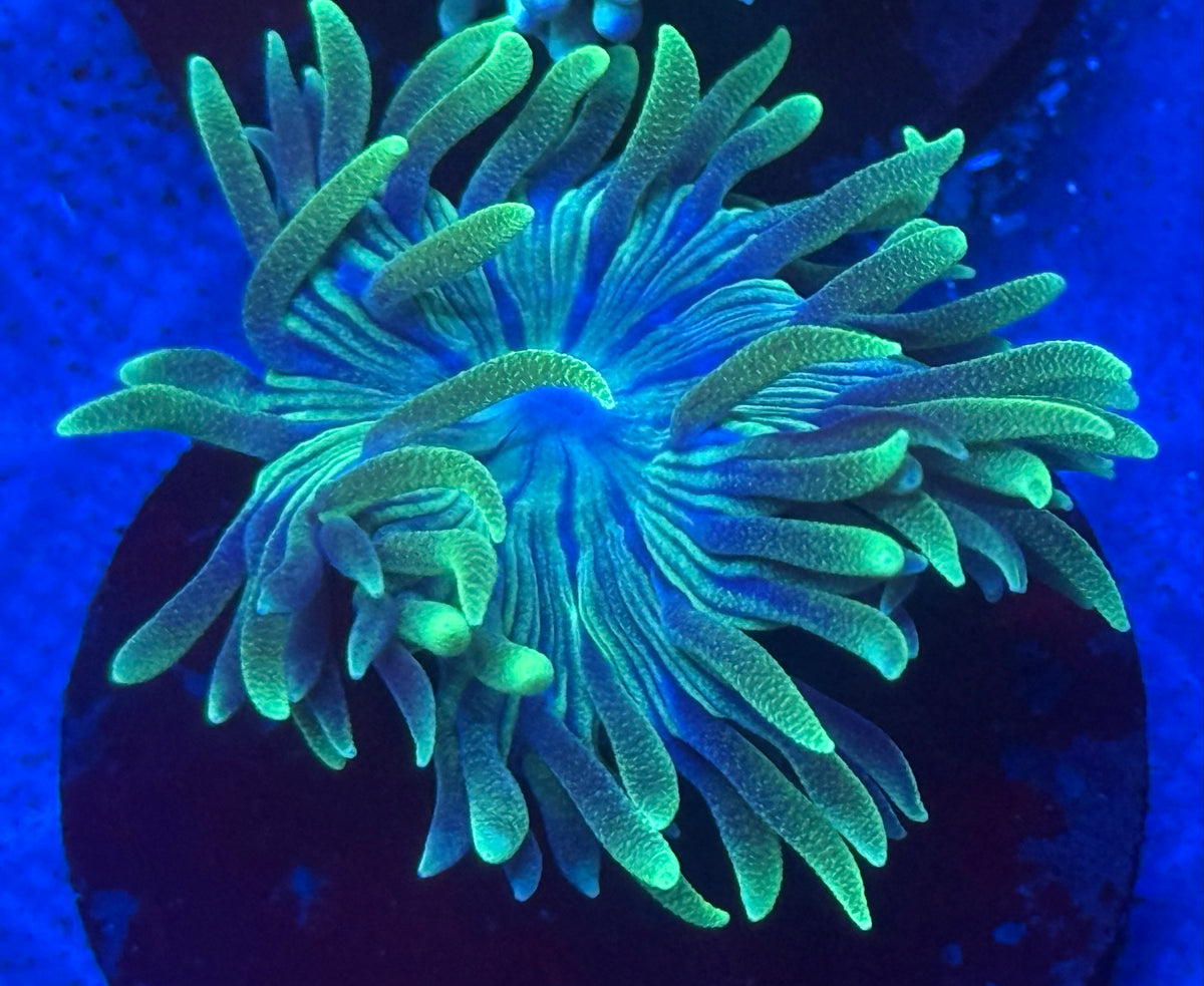 Green and Blue Duncan Spotted Tips-Auction