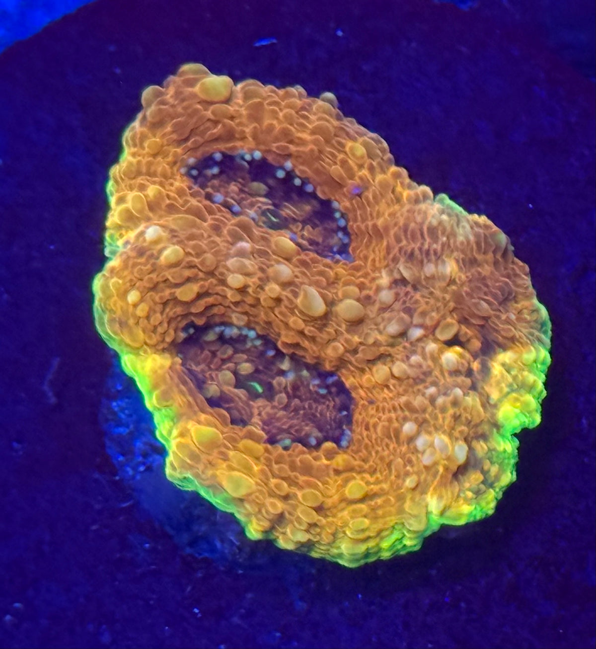 Gold Nugget Echinata-Auction