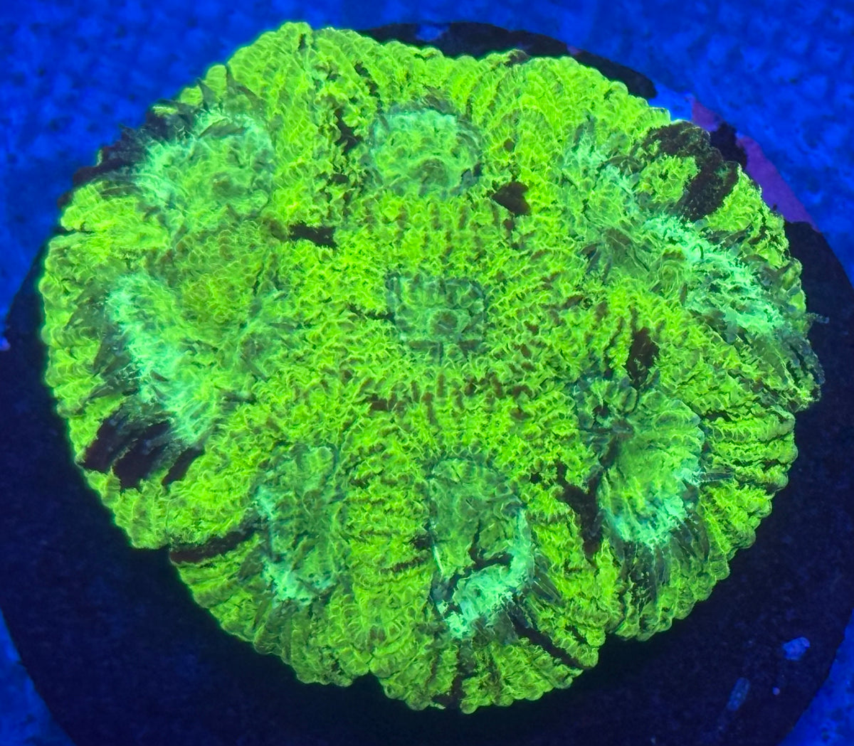Splatter Favia-Auction