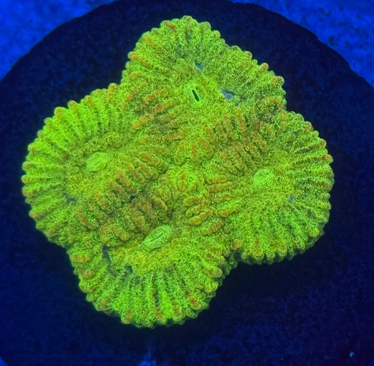 Lemon Lime Favia-Auction