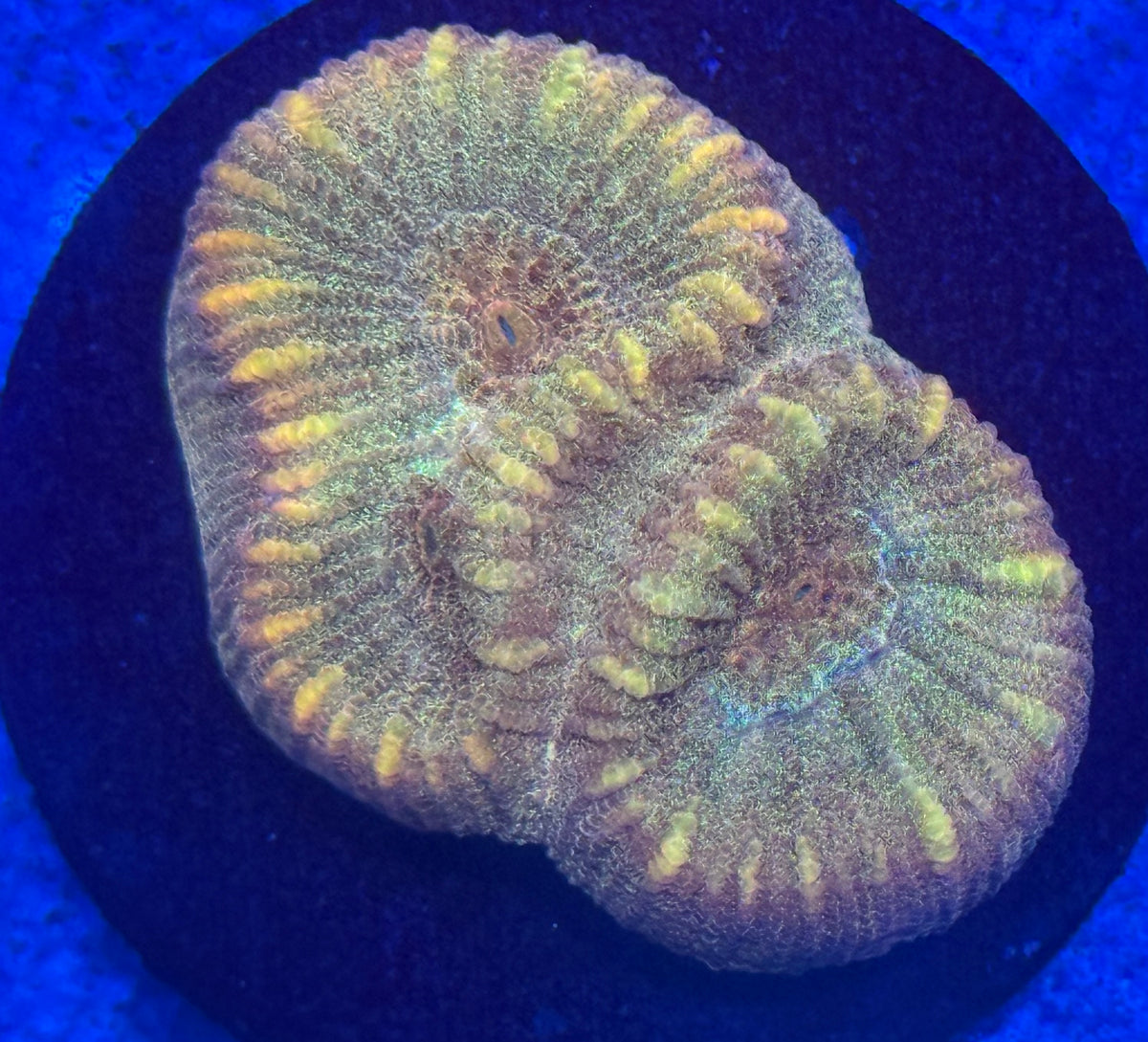Mystic Sunset Favia-Auction