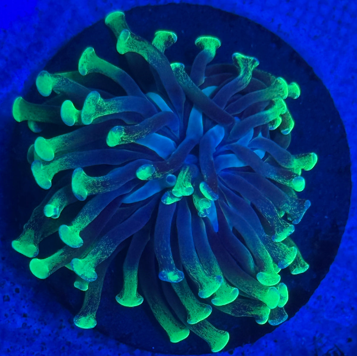 Splatter Long Tip Hammer-Auction
