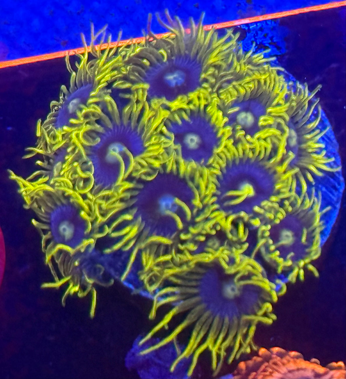 Blue Birds Zoas-Auction