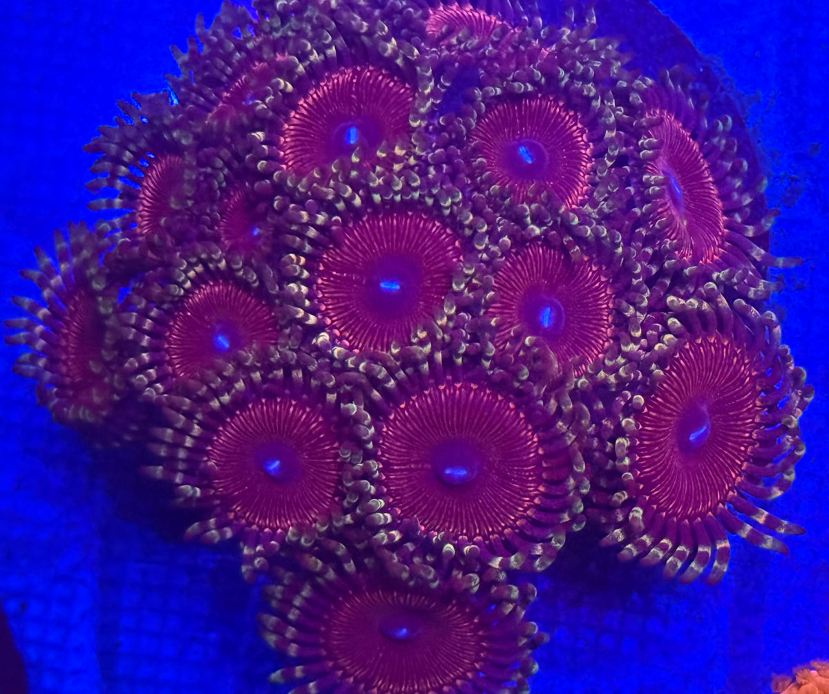 Zoas-Auction
