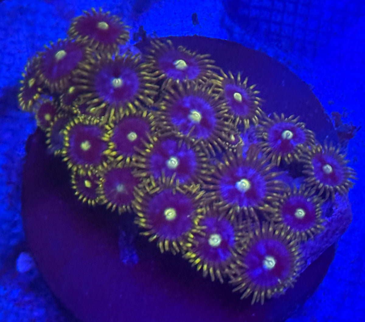 Zoas-Auction