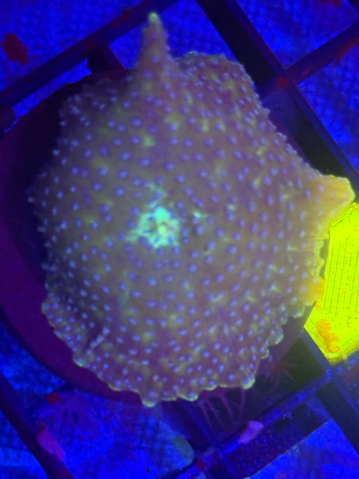 Blue Discoma Mushroom-Auction