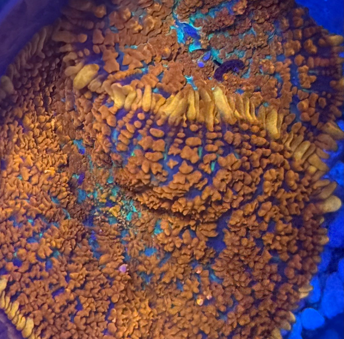 Orange Rhodactis Mushroom-Auction
