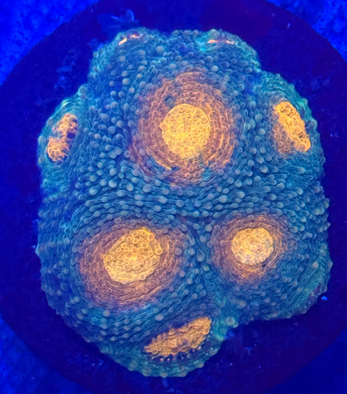 Ninja Turtle Echinata-Auction