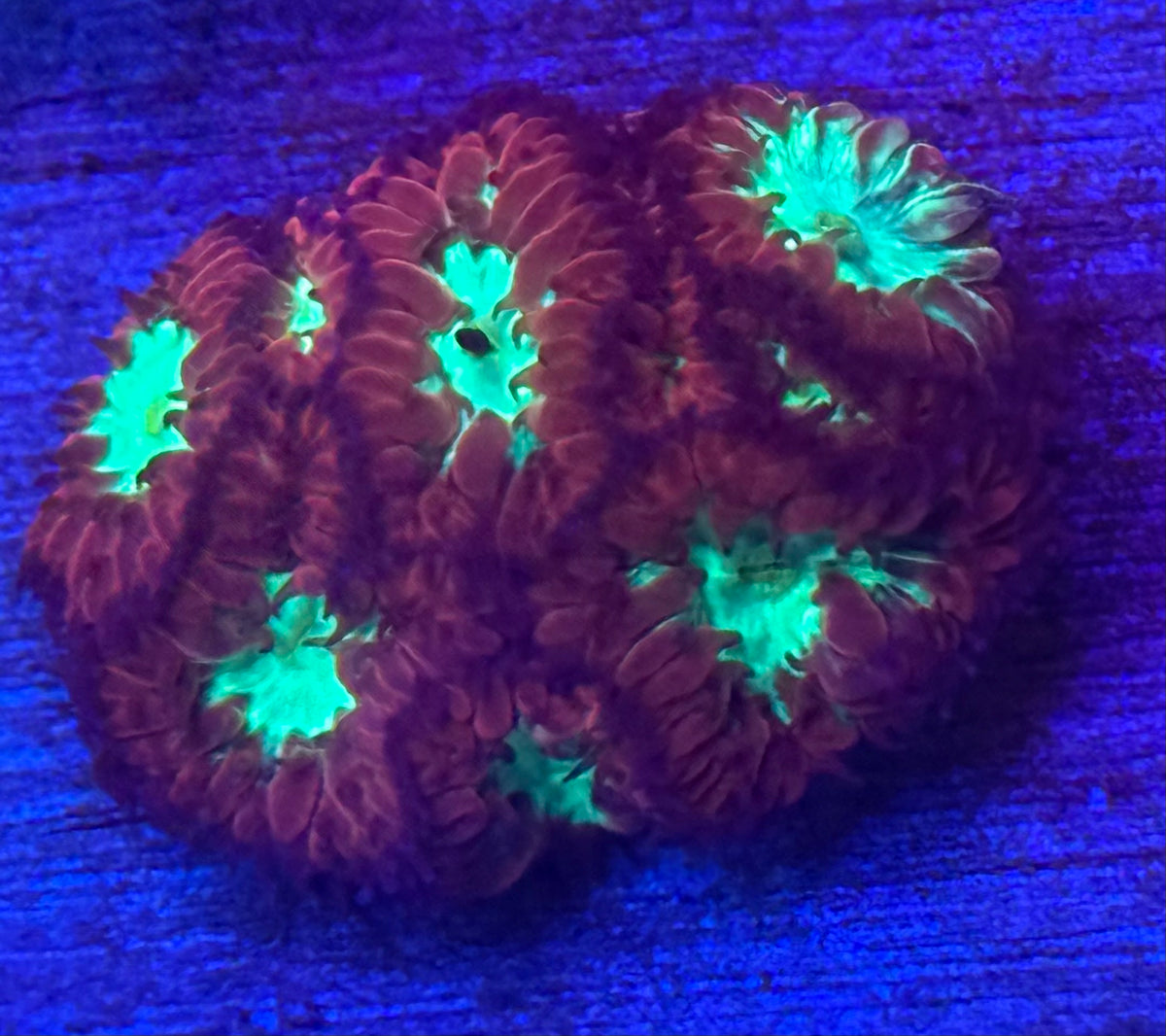 Blastomussa Merleti-Auction