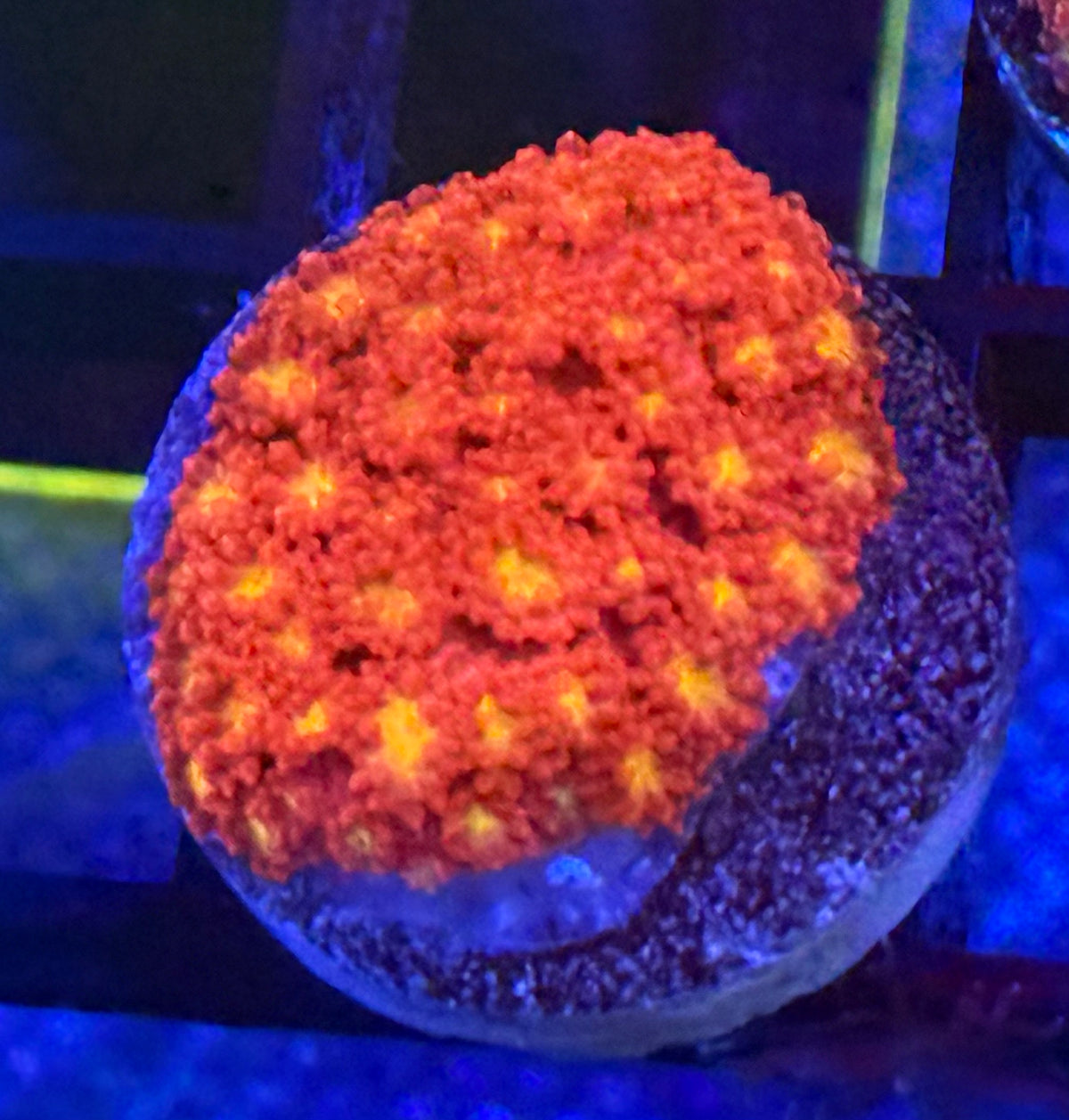 Yellow Eye Bernardpora-Auction